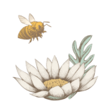 Miel Andiaga de Ujué / Uxue